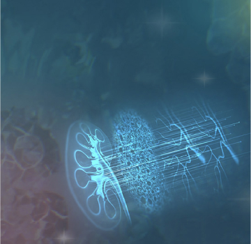 Chronische Niereninsuffizienz - header mobile