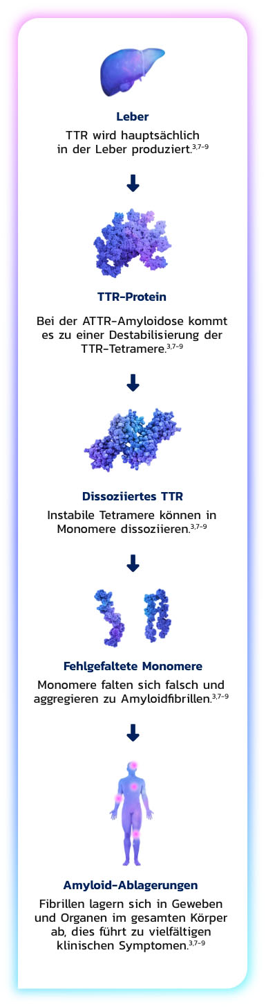 ATTR Amyloidose Krankheits prozess Image Thumbnail