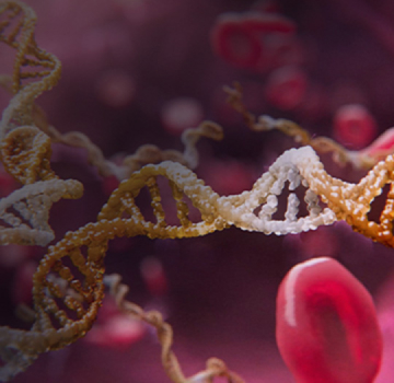 Lupus - header